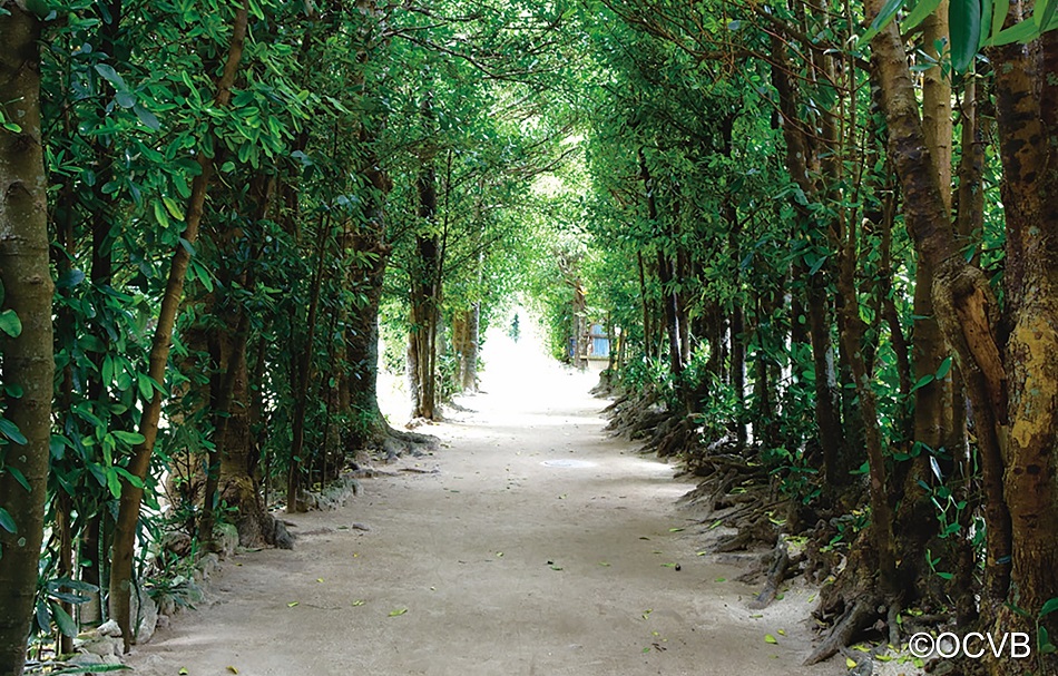Fukugi tree-lined road in Bise
