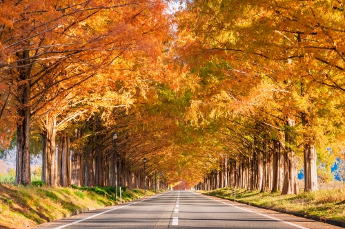 Metasequoia of Makino Highlands