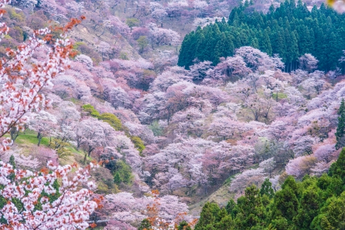 Yoshinoyama山