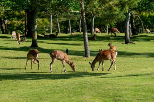 Nara Park