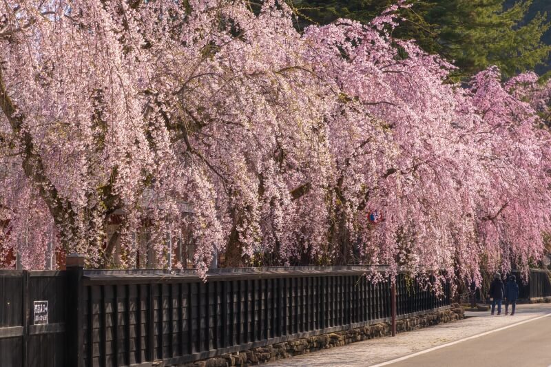 [Akita Prefecture] Kakunodate Samurai Residence Street